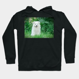 Samoyed puppy portrait Hoodie